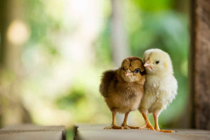 Summer is a tough time for our chookies and they need our careful attention. Photo: Shutterstock.