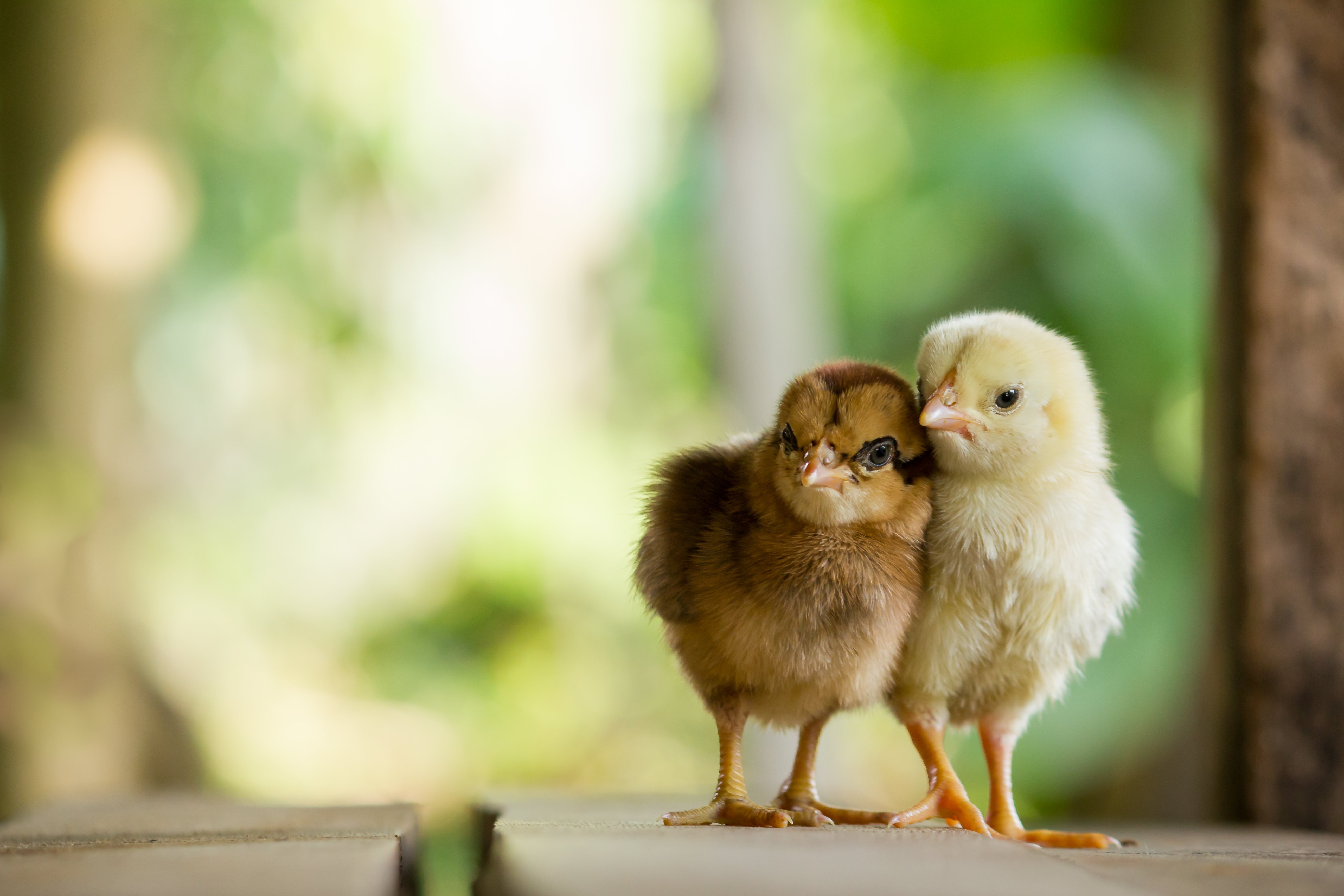 Chook Chat with Cheryl Nelson - The best medicine for Summer health