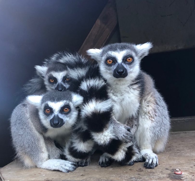 The Lemur Boys of Mogo Zoo. Photo: Mogo Zoo Facebook.