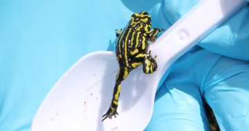 Lifeline for the Corroboree frogs as genome mapped