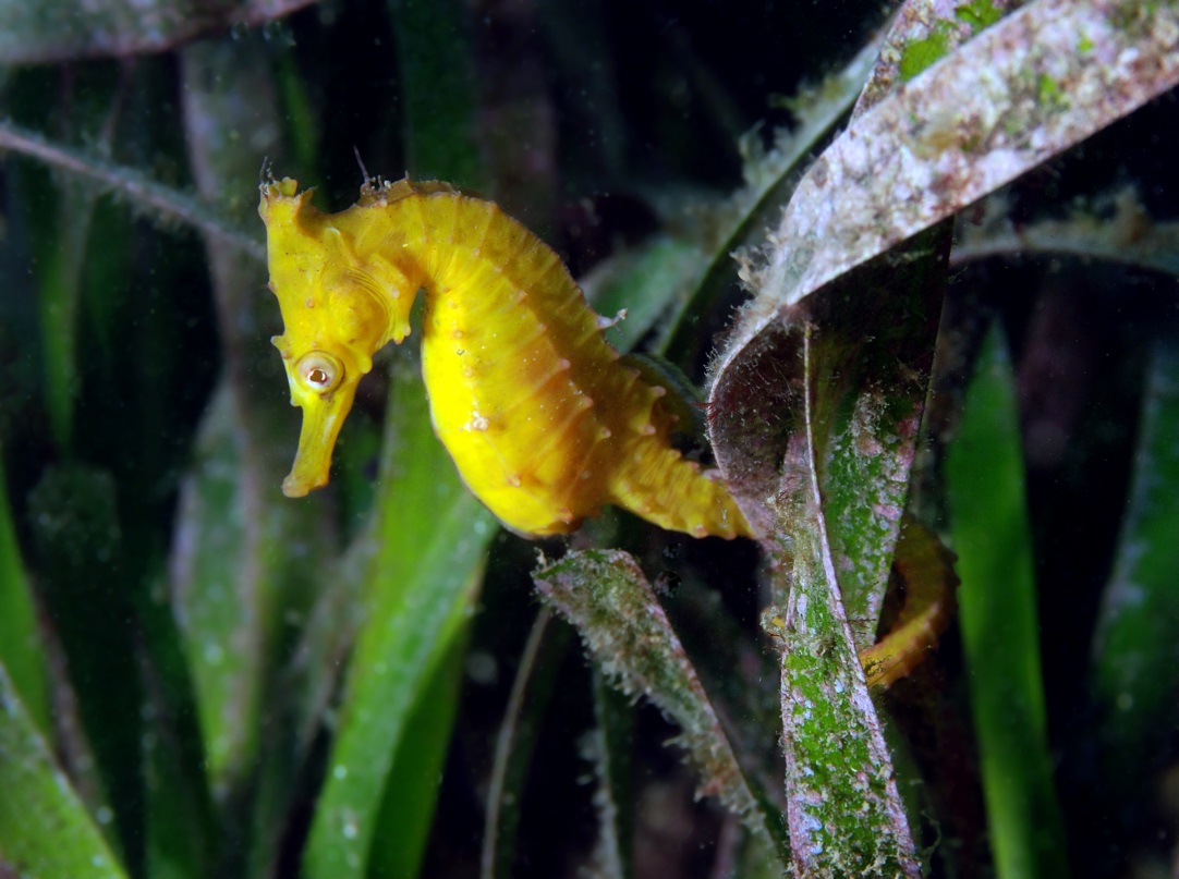White’s Seahorse listed as 'endangered'