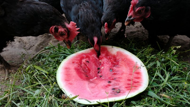 Watermelon, a cool treat on a hot day. Photo: Shutterstock.