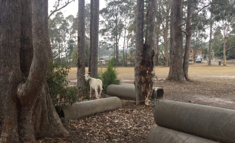 Up to ten horses, three dogs and a goat had been sheltering at the Bay Pony Club. Photos: Lisa Herbert