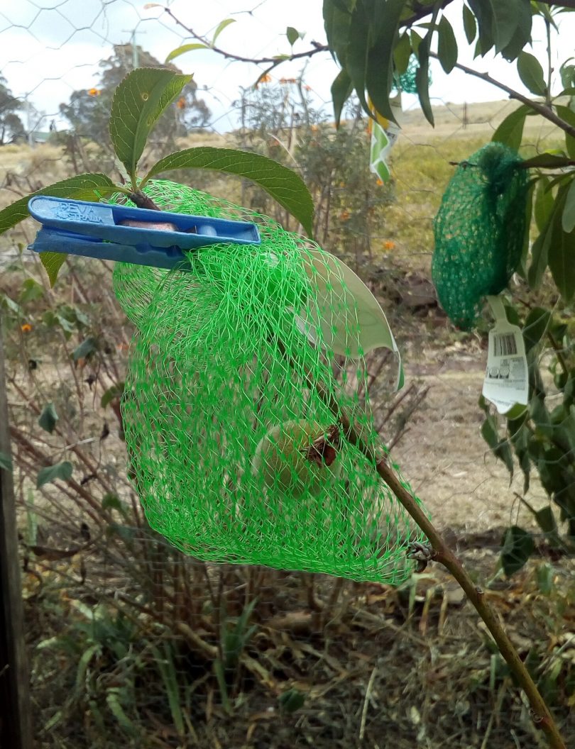 A precious peach protected from birds by a recycled avocado bag. Photo: Kathleen McCann.