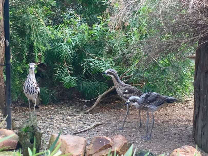 The stone curlew family