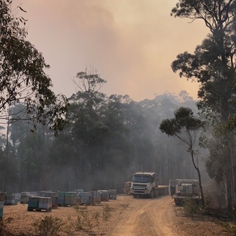 Beekeepers face lean future in fire's aftermath