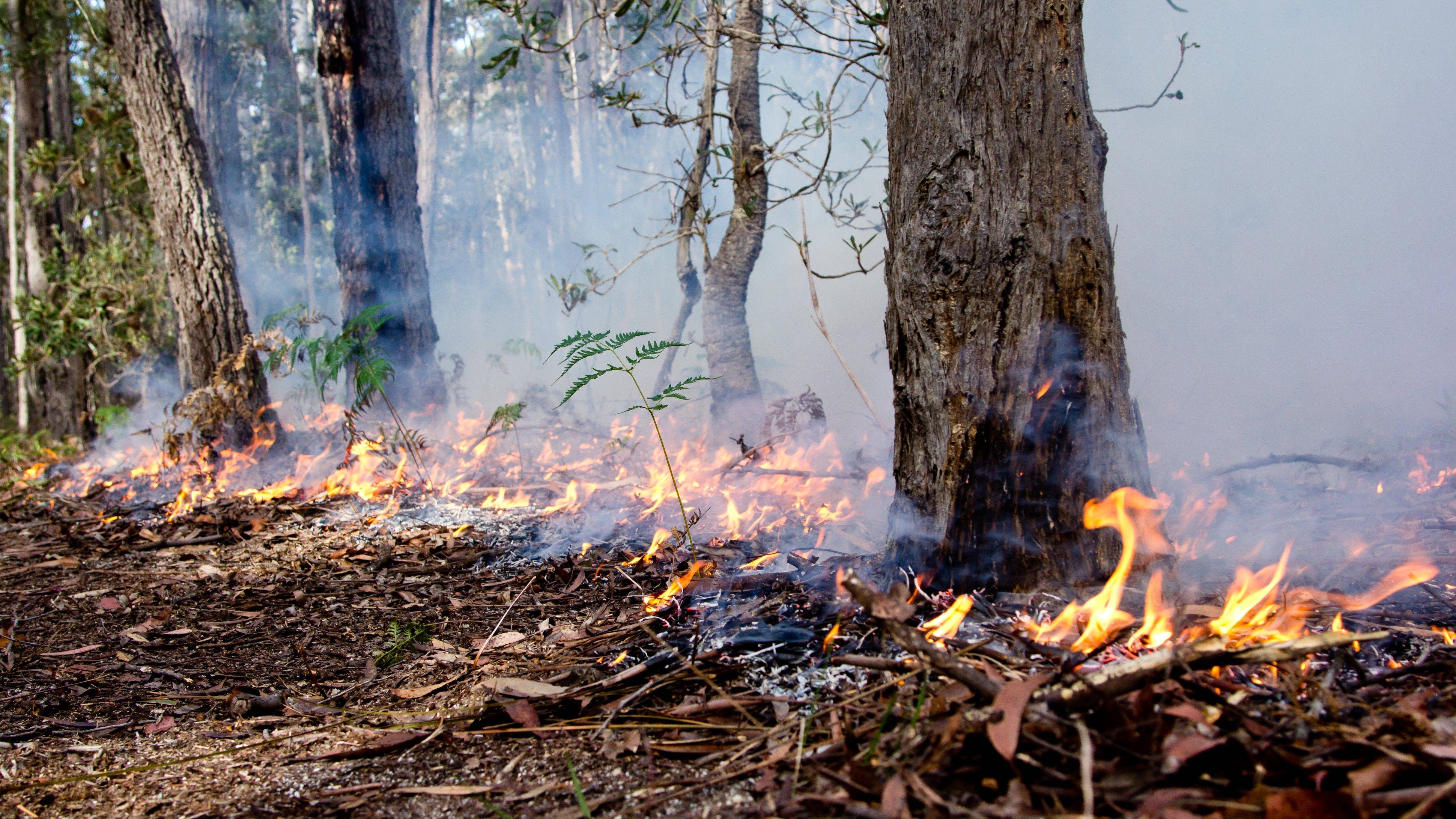 Traditional cool burns could save our bushland, says Koori community