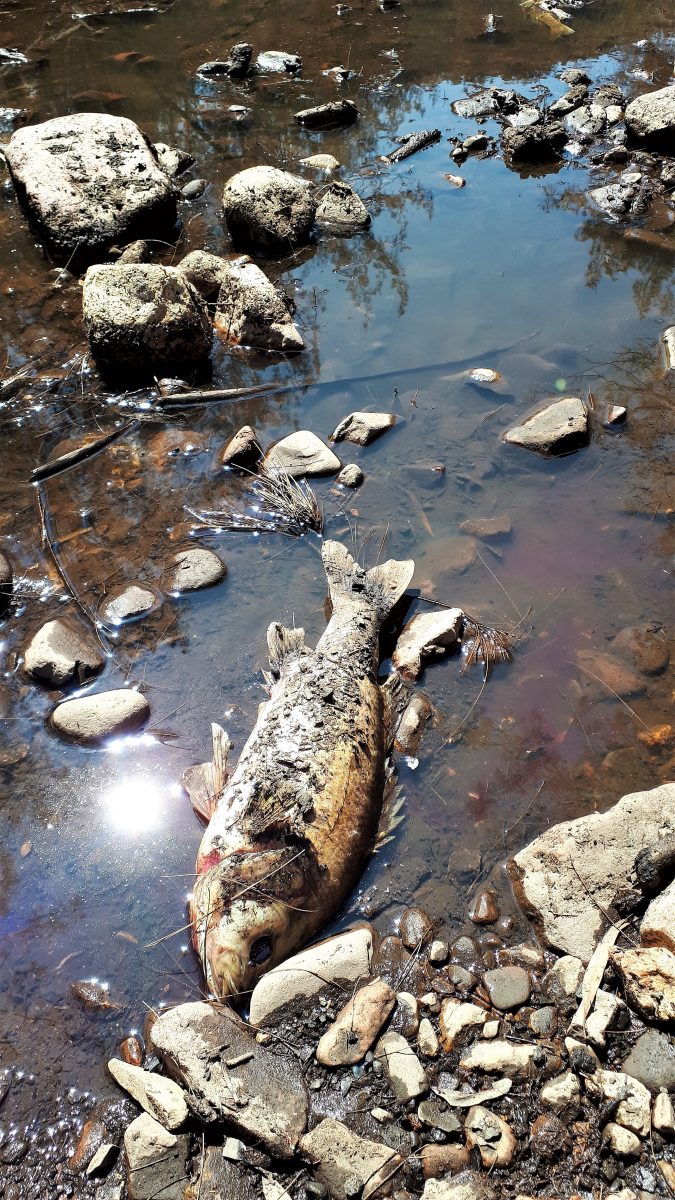 Full size Australian bass were found dead during a recent survey of bushfire impact on the Deua River.