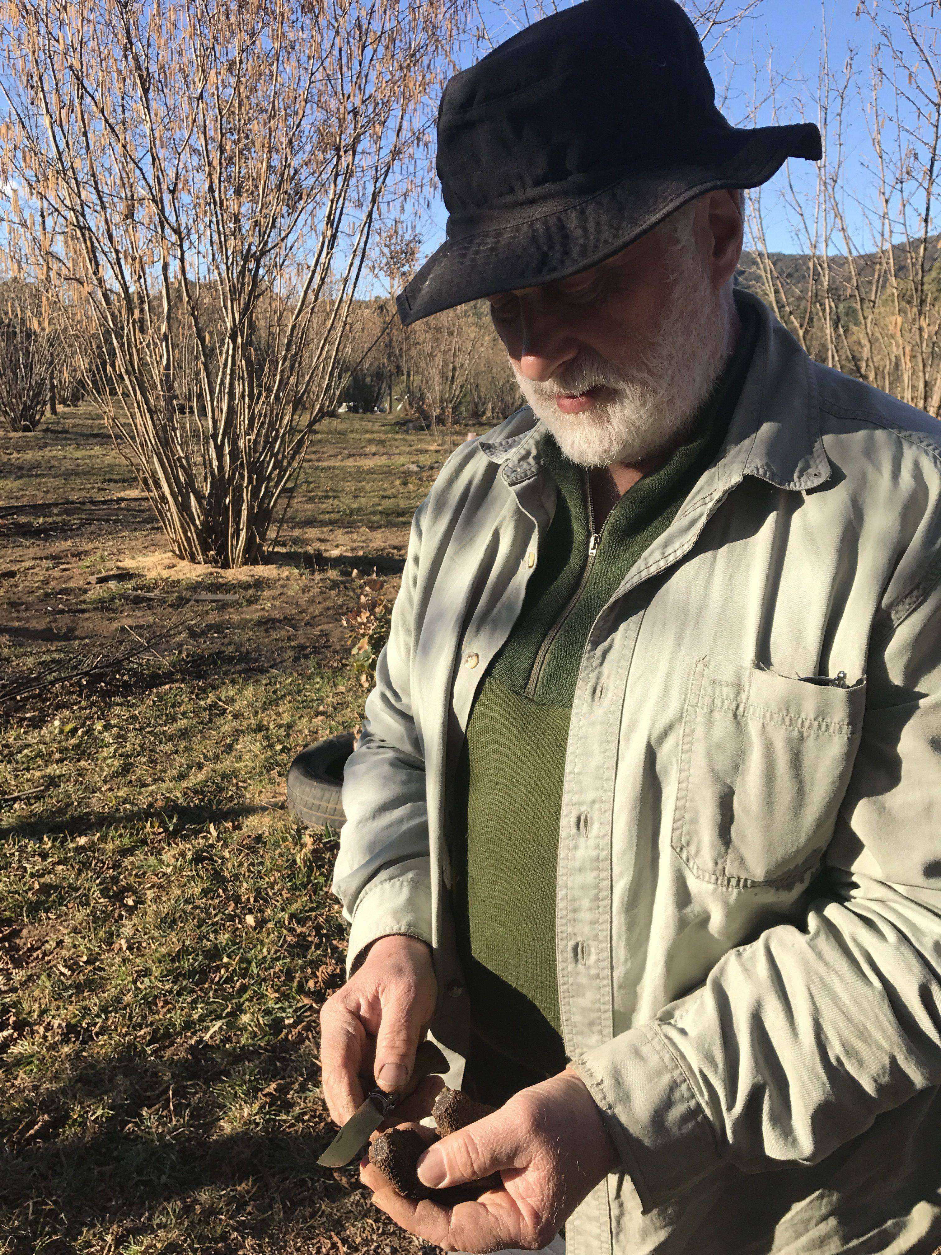 The 'exotic weeds' that saved a Braidwood truffle forest from destruction