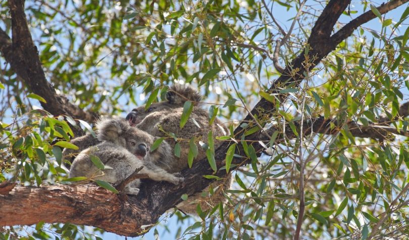 Sighting these koalas