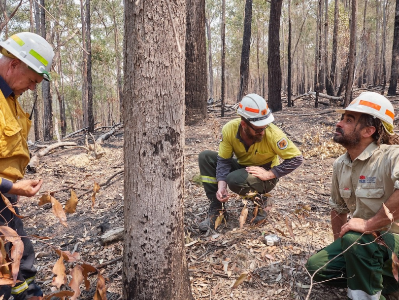 National Parks employees search for fresh signs of koalas after a bushfire.