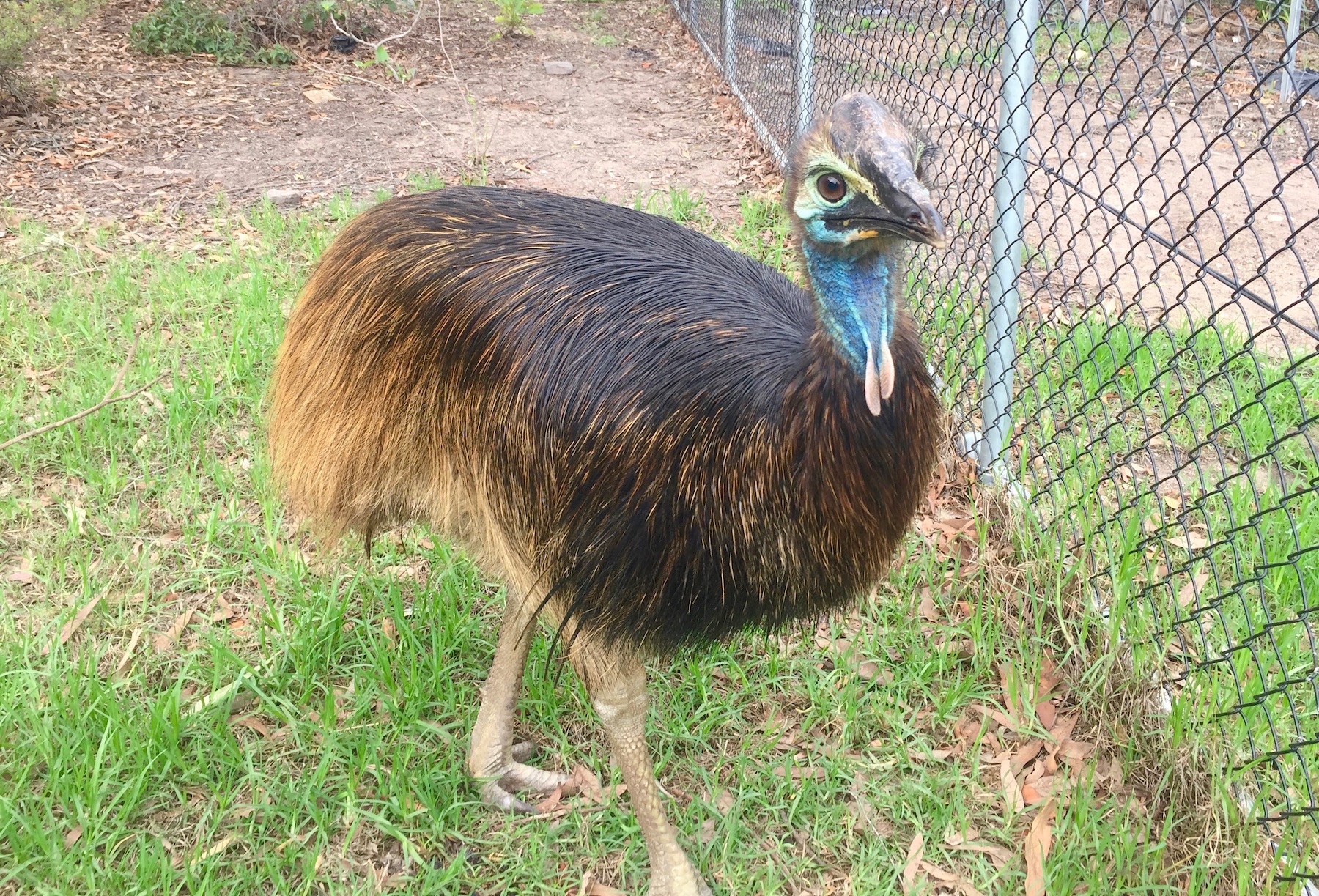 A bittersweet announcement for Tathra's two beloved cassowaries - Kyabram here they come