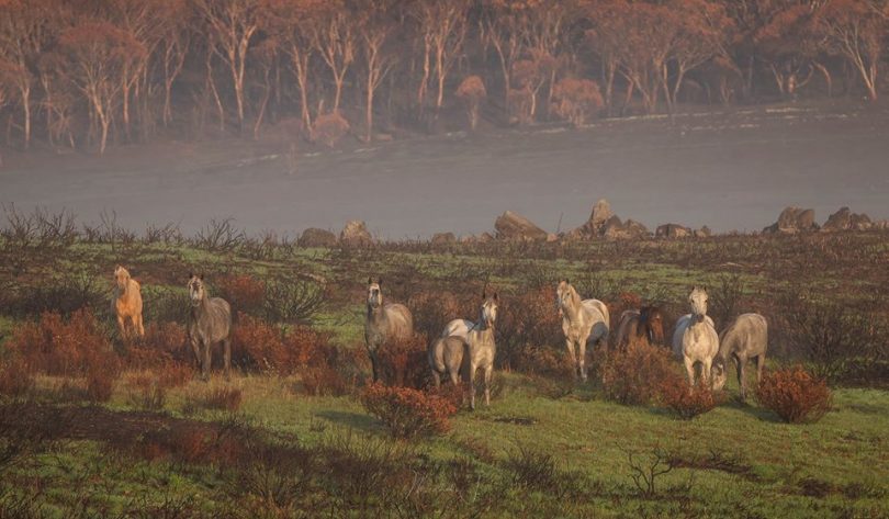 Brumbies captured post-fire by Cooma photographer Michelle Brown