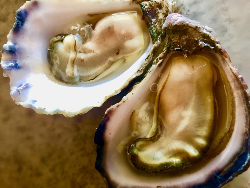 Oyster Farmers can deliver locally and courier to the cities. Photo: Lisa Herbert