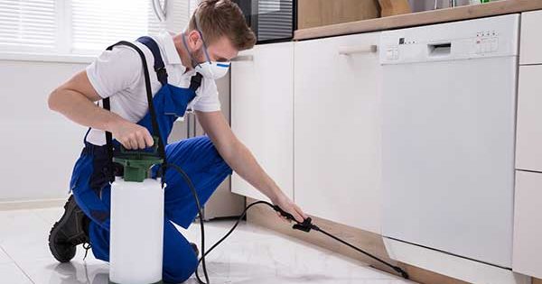 The Best Pest Controllers In Jindabyne