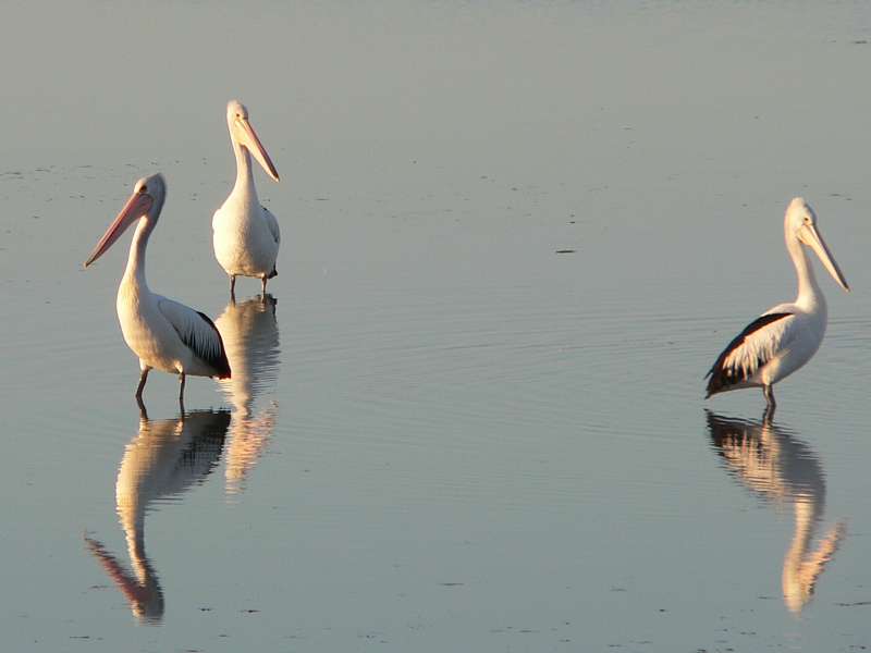 Three pelicans standing in water
