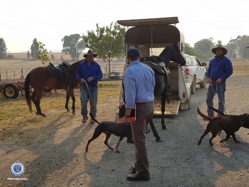NSW Police officers on rural property with dogs, horses and trailer.