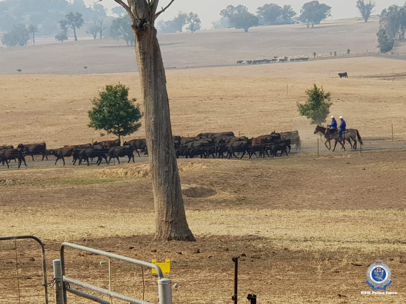 Cattle being mustered by people on horseback in distance on rural property.