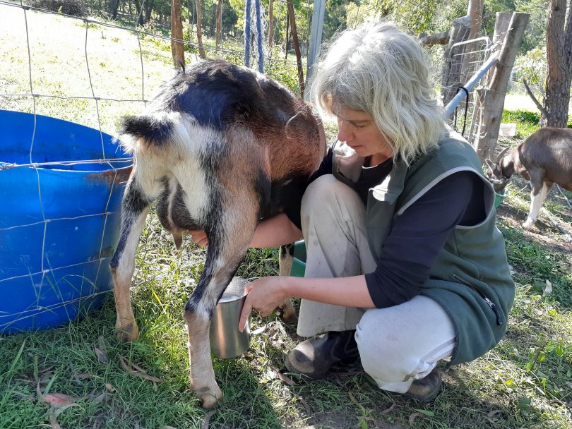Maike Quellenberg milking a goat.