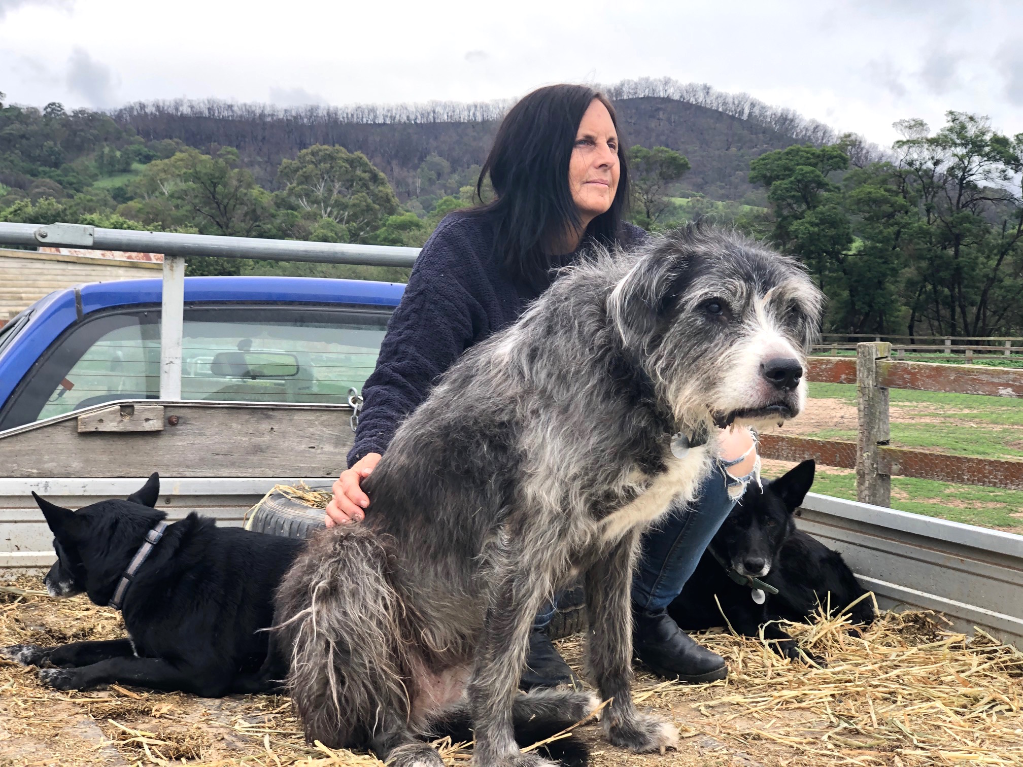 After the fires, 1080 baits pose new problem for animal sanctuary