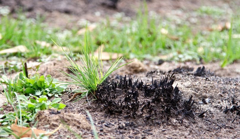 Shoots of grass growing from burnt ground.