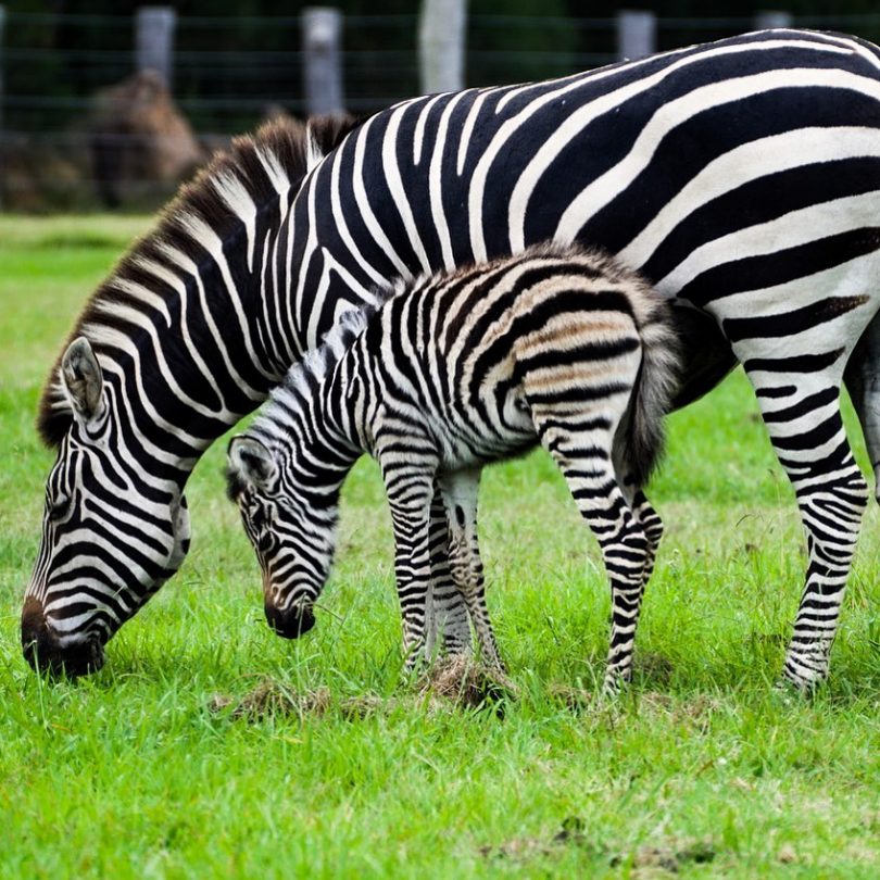 A mother zebra and her foal eating pasture at Mogo Wildlife Park.