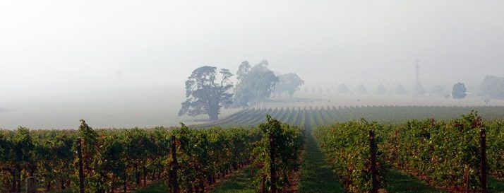 Regional grape crops irreparably damaged from recent summer of smoke
