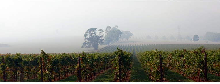 View of vineyard under a cloud of smoke.
