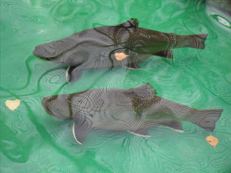 Two trout swimming at Gaden Trout Hatchery.