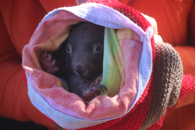 Baby wombat Neddie in the care of WIRES volunteer Nelda Paterson.