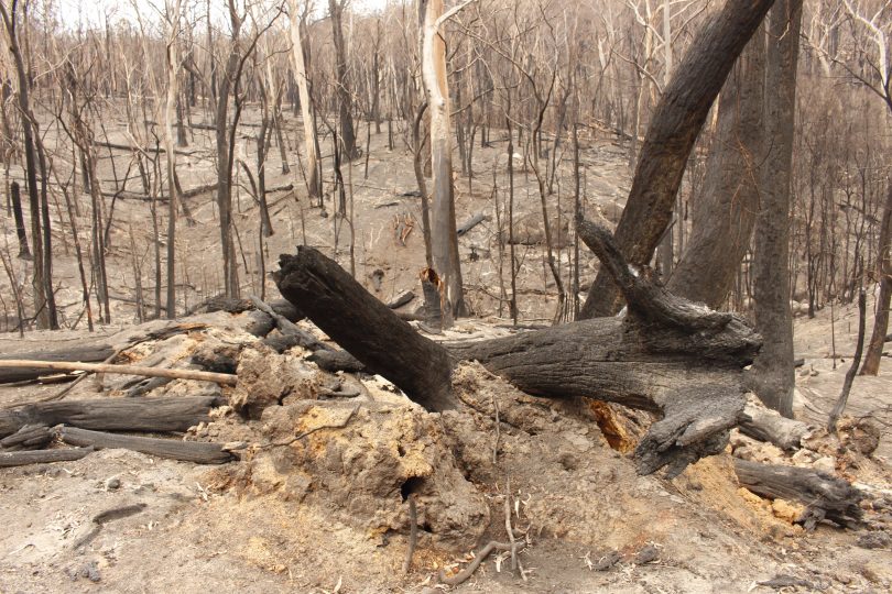 Burnt bushland after bushfire.