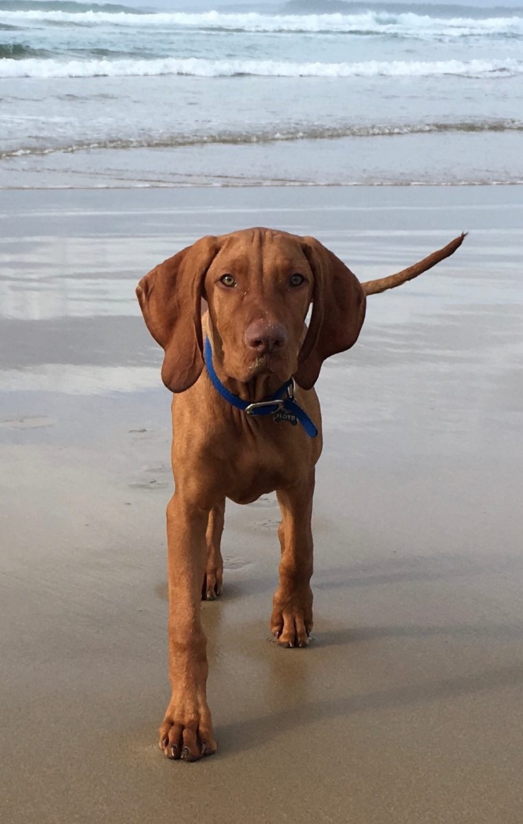 Brown dog on beach.