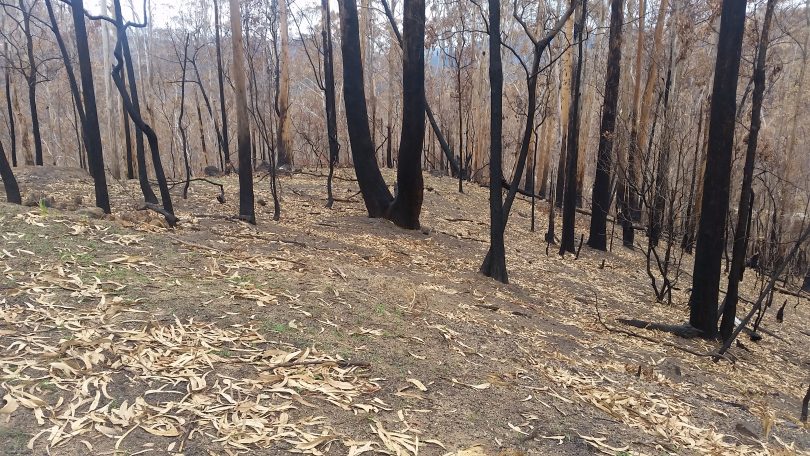 Burnt bushland from bushfire.