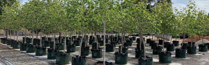 Poplar tree saplings that will be planted along the highway entry to Braidwood.