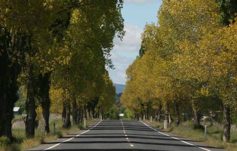 Golden poplar trees flanking the highway on the northern entrance to Braidwood.