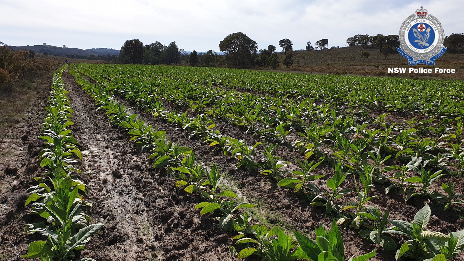 Illegal tobacco crop near Goulburn to go up in smoke