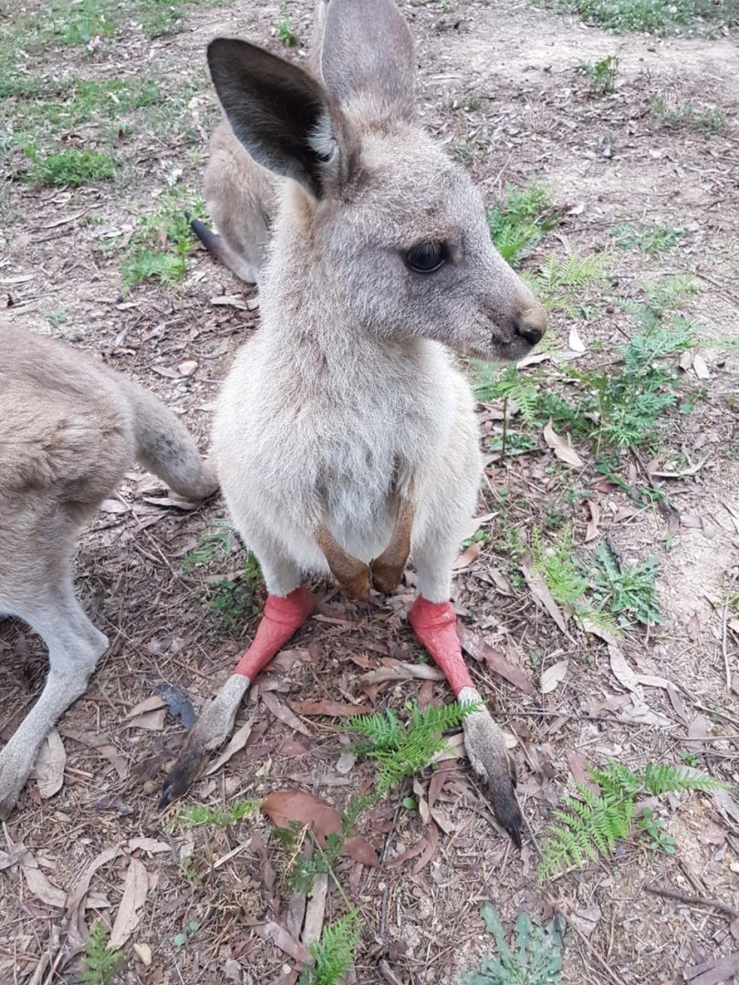 A recovering joey kangaroo named Qantas standing in bush wearing leg bandages.