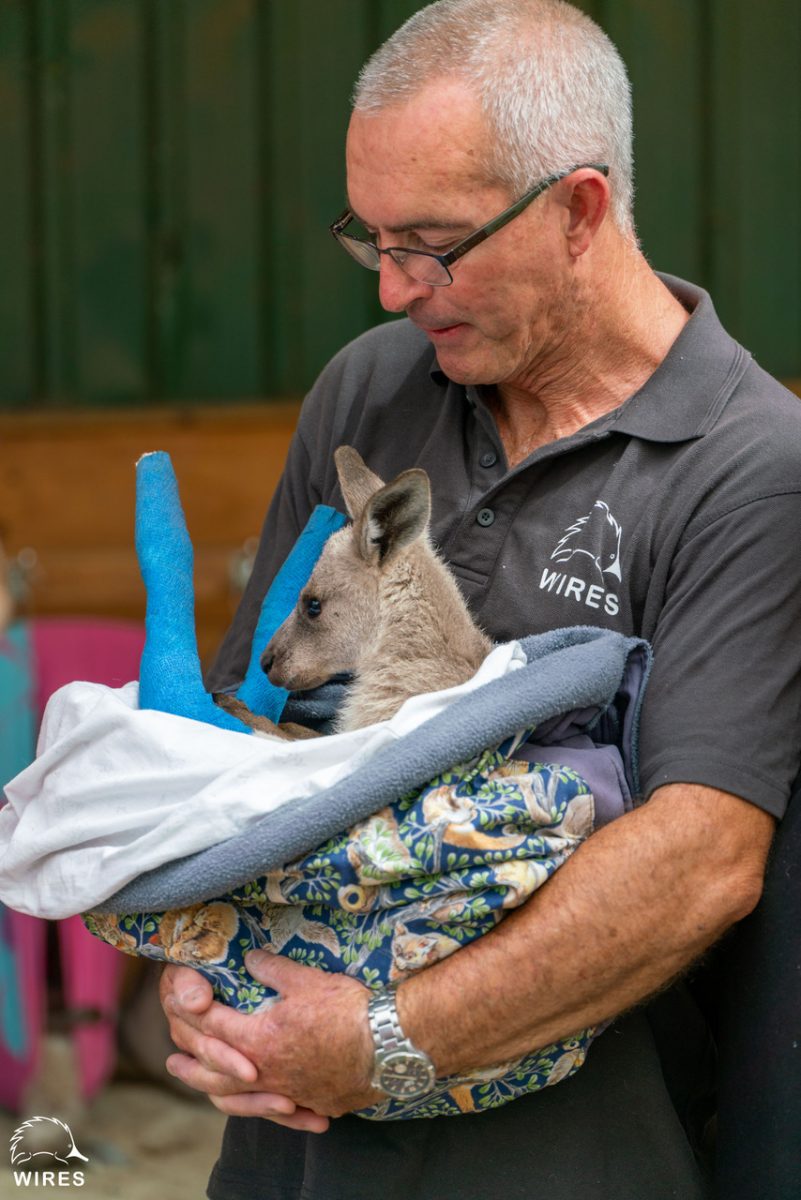 WIRES carer Kevin Clapson holding a grey kangaroo joey named Qantas.