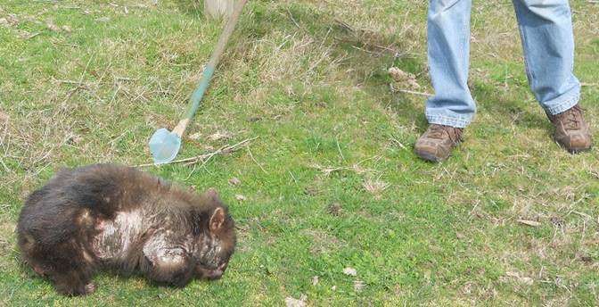 A wombat with mange being treated on grass.