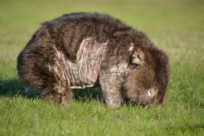 Wombat with mange eating grass.