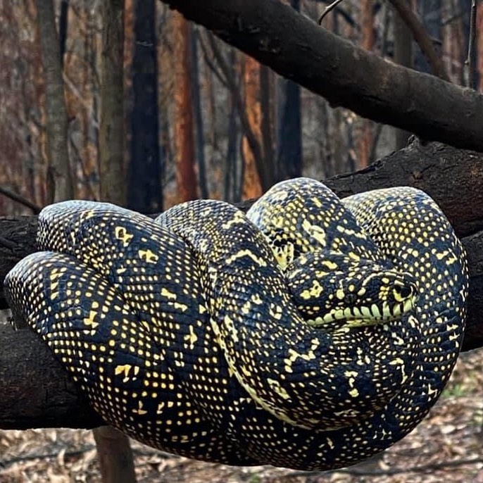 Snake coiled on branch in burnt bushland off Runnyford Road between Batemans Bay and Mogo.