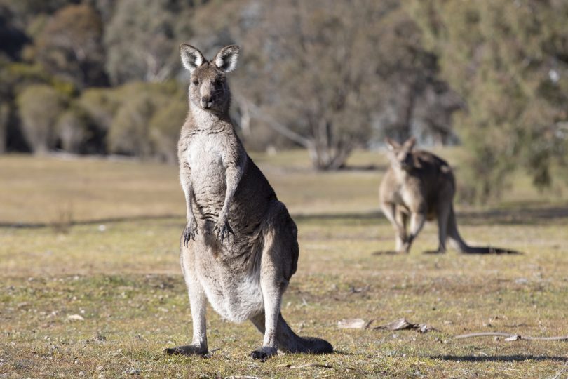 An eastern grey kangaroo.