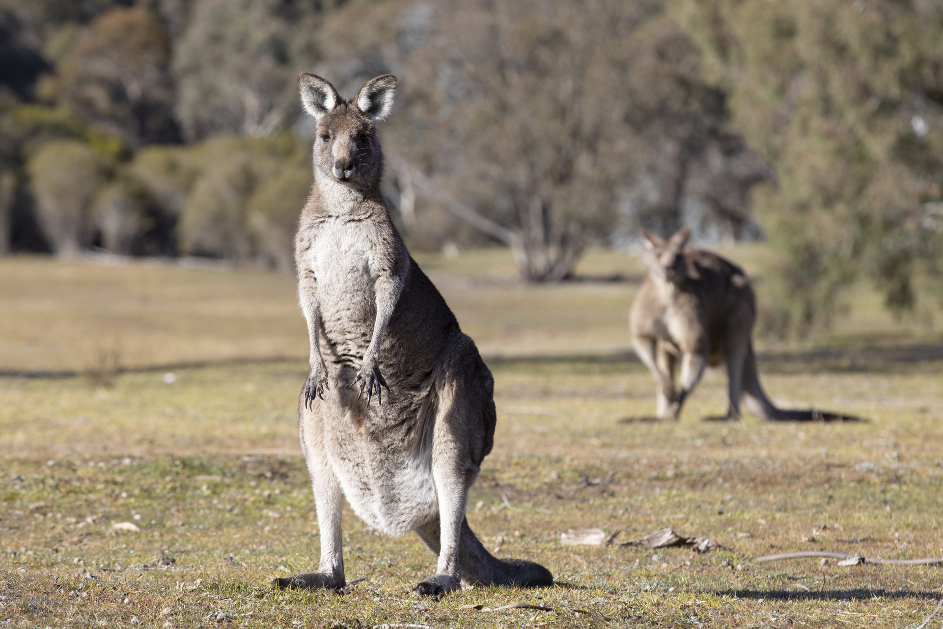 Police investigate possible deliberate slaughter of 14 kangaroos