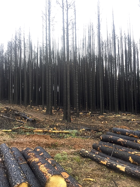 Burnt sugar pine trees still standing in Bago State Forest.