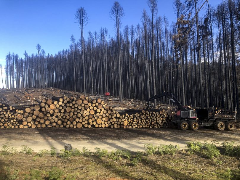 Logging truck stacking pine logs at Sugar Pine Walk.