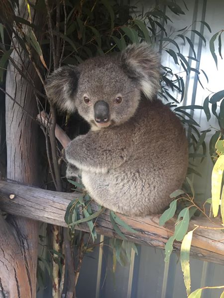 Koala sitting on branch.