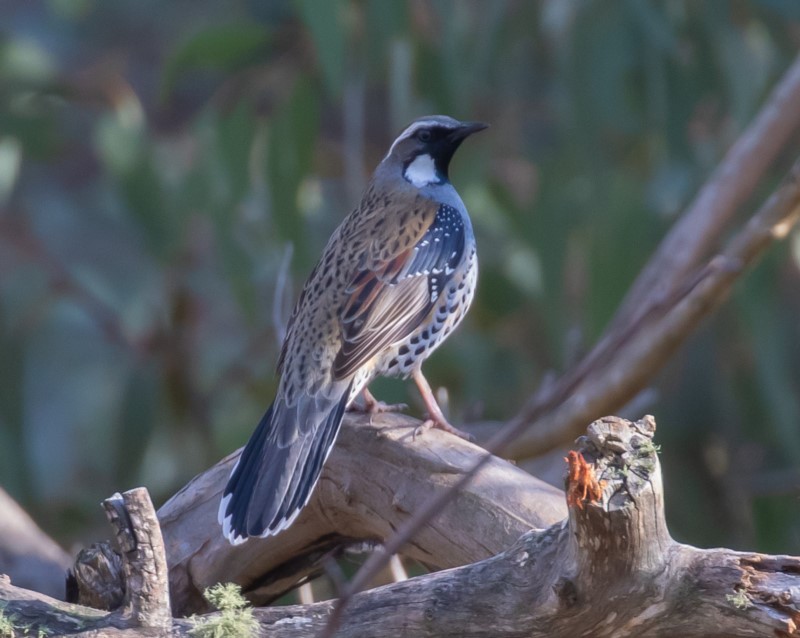 Five environmental groups receive drought and bushfire grants