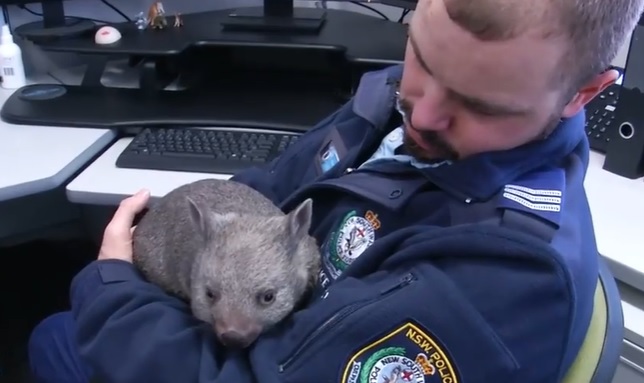 Senior Constable Tori Murray holding Ted the wombat at Queanbeyan Police Station.