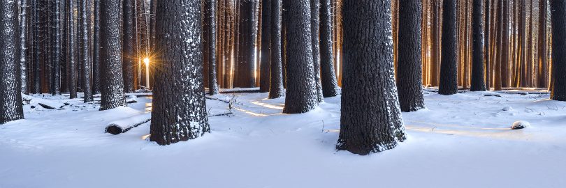 Sun poking through Sugar Pine Walk trees with snow on ground.
