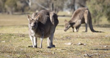 Why don't kangaroos have any road sense?